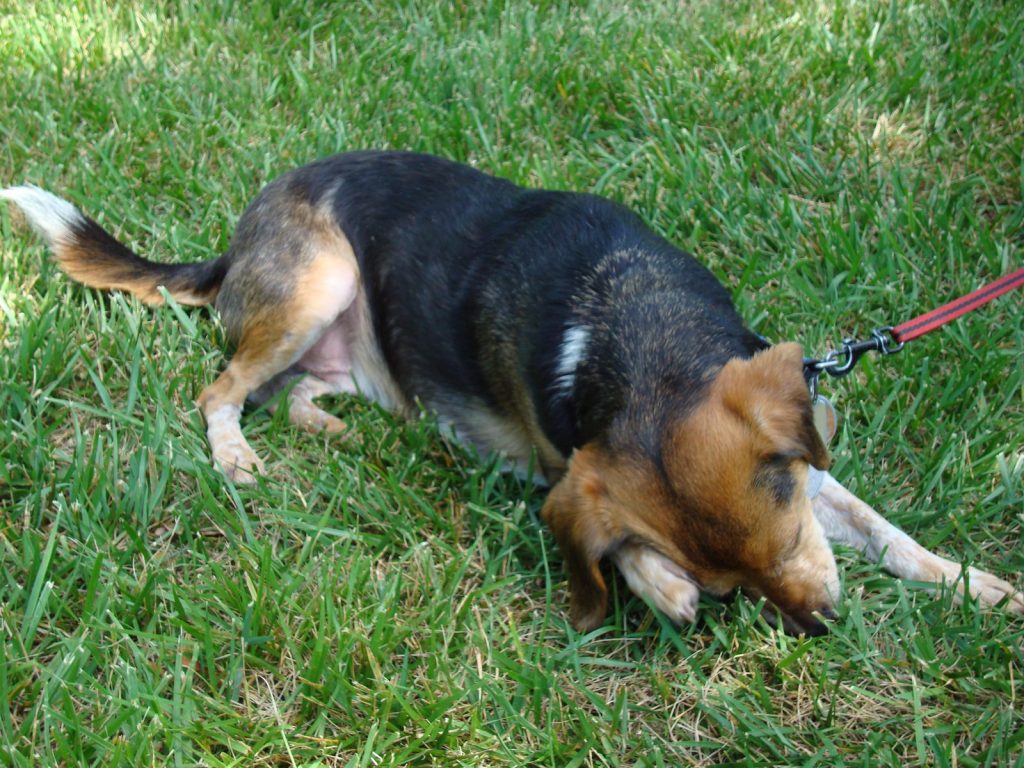 Chien qui se gratte