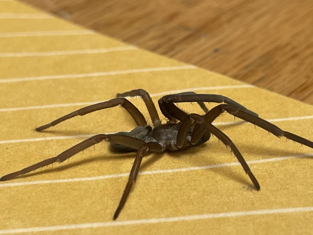 Araignée