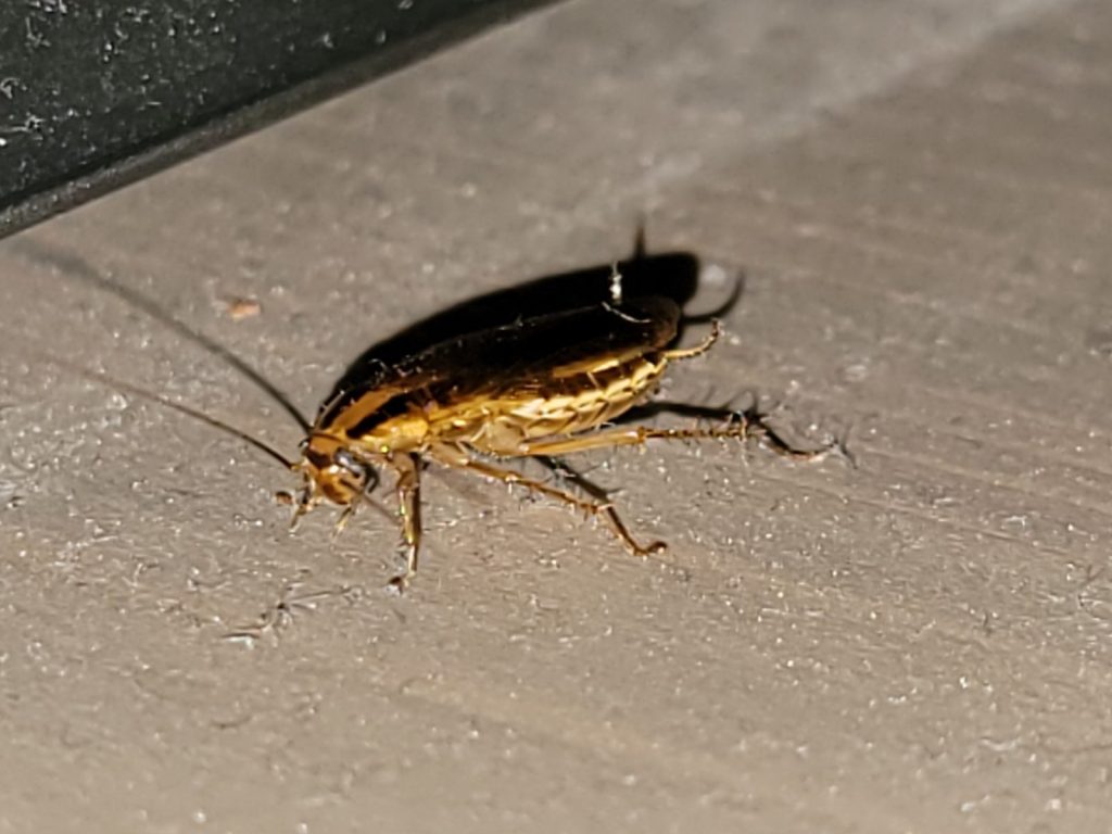 Blatte germanique