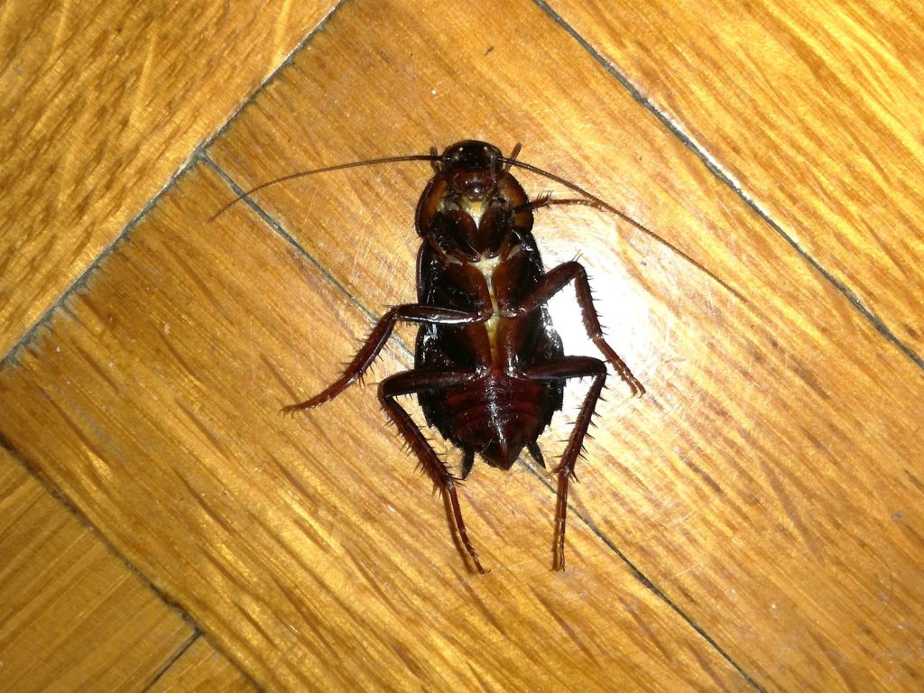 Blatte orientale