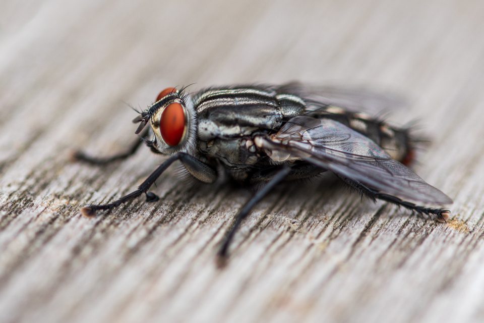 Mouche