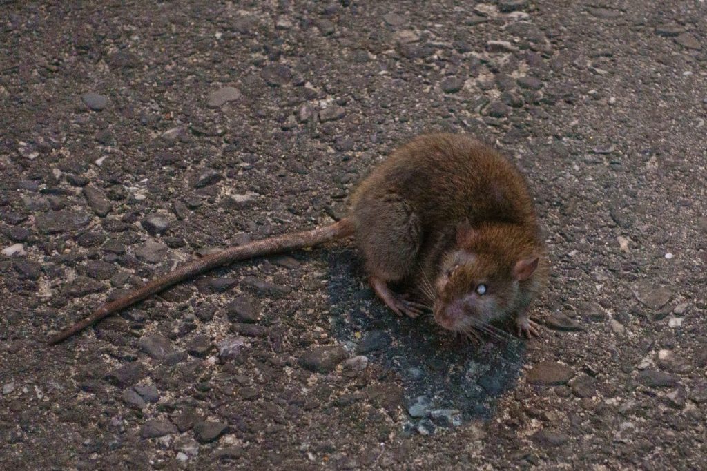 Rat surmulot