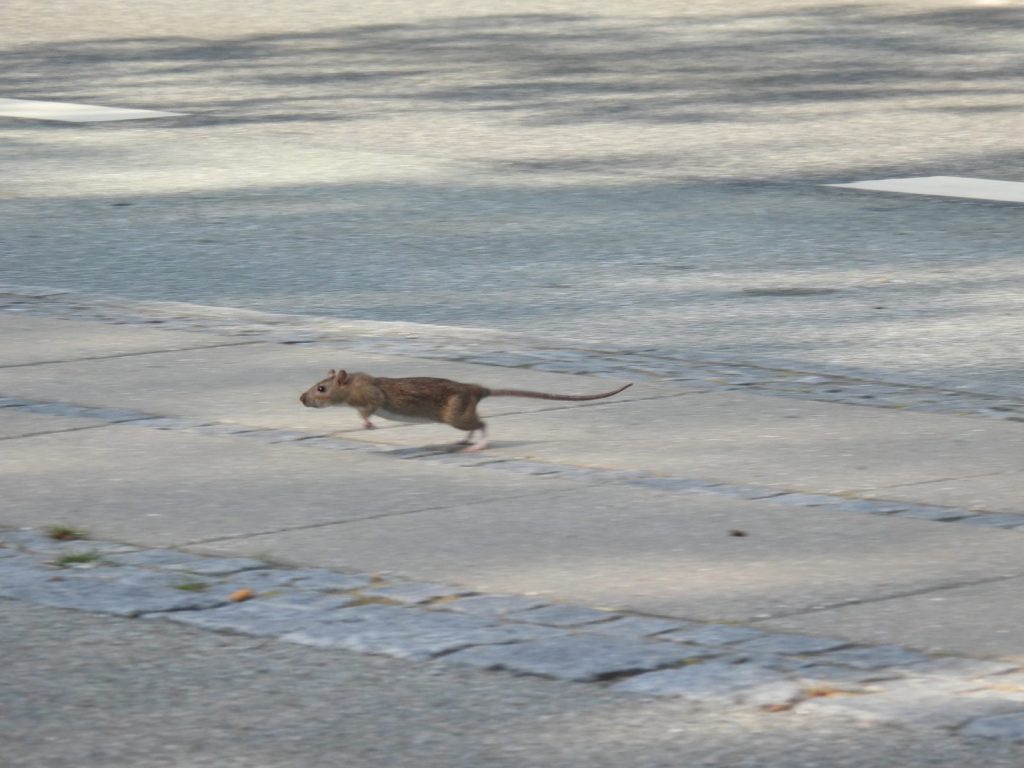 Rat noir