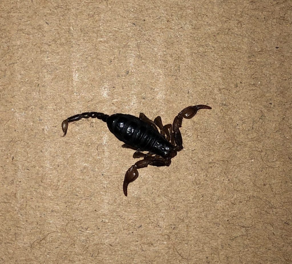 Scorpion