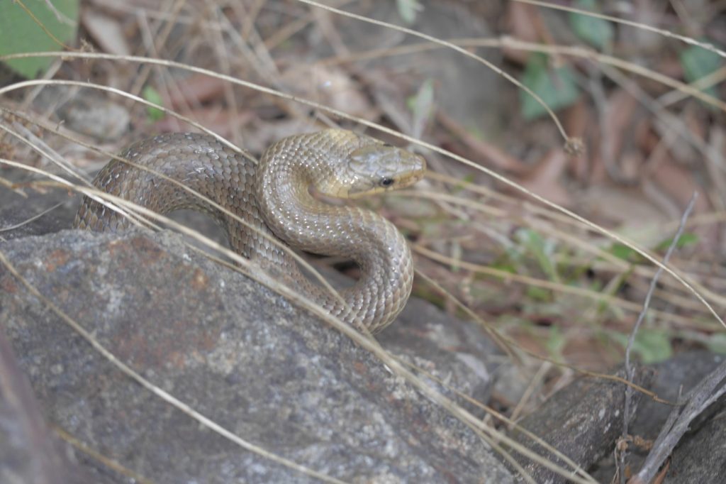 Serpent