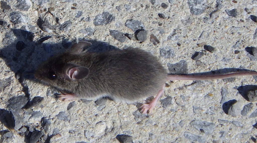 Souris