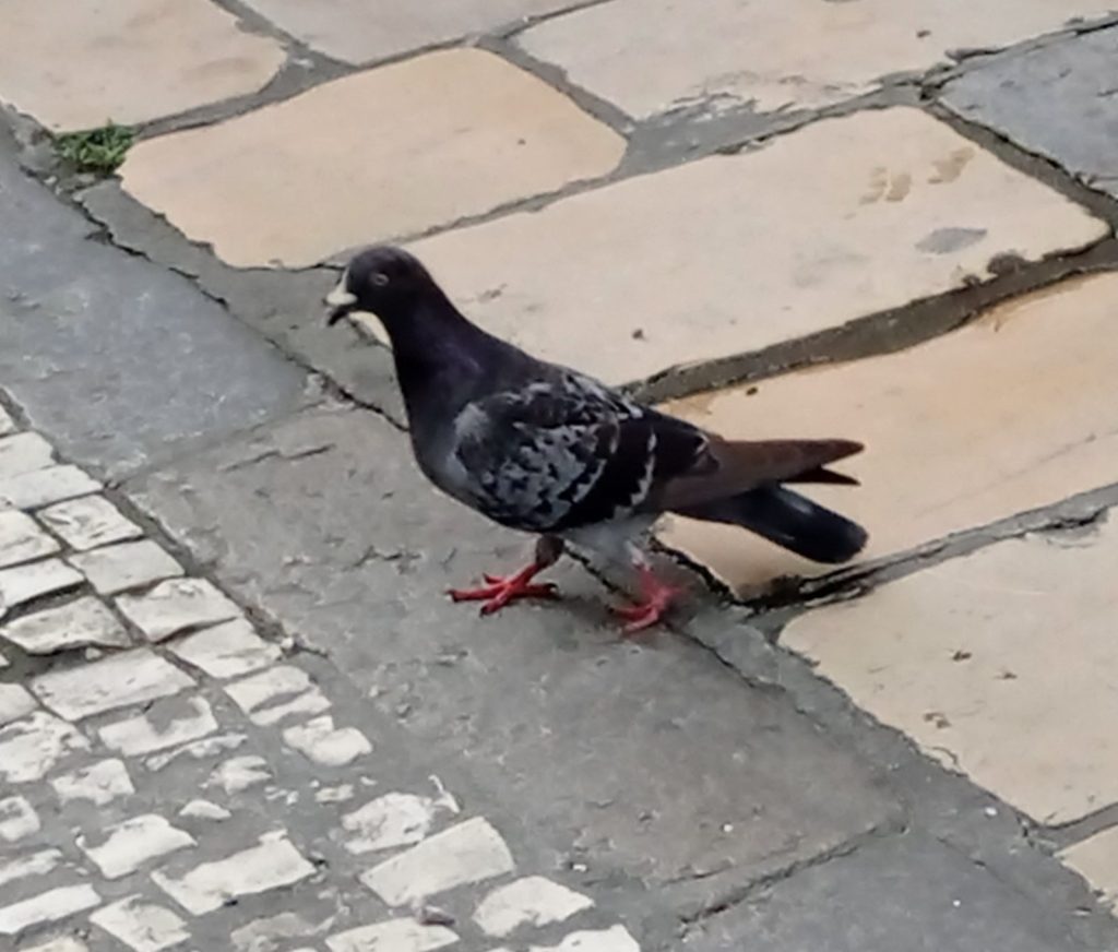 Pigeon