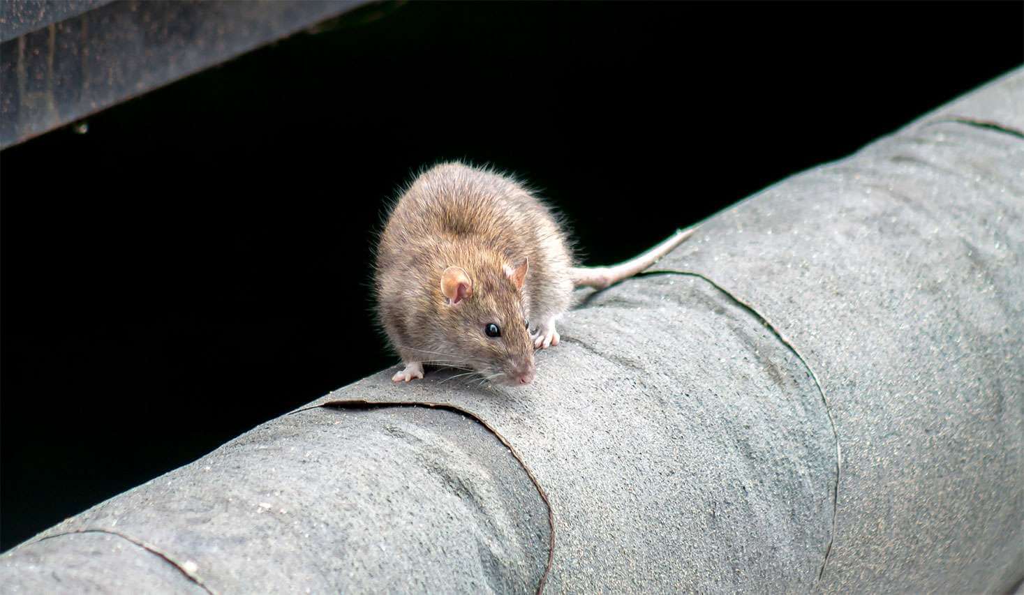 Rat sur une canalisation
